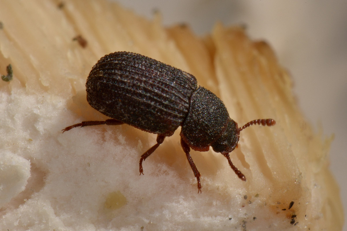 Tenebrionidae?  S !   Eledona agricola